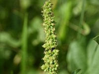 Chenopodium bonus-henricus 8, Brave hendrik, Saxifraga-Sonja Bouwman  Brave hendrik - Chenopodium bonus-henricus - Amaranthaceae familie