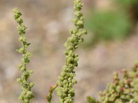 Chenopodium botrys 3, Druifkruid, Saxifraga-Sonja Bouwman  832. Druifkruid - Chenopodium botrys - Amaranthaceae familie (i)