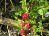 Chenopodium foliosum 2, Rode aardbeispinazie, Saxifraga-Rutger Barendse