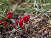 Chenopodium foliosum 3, Rode aardbeispinazie, Saxifraga-Peter Meininger