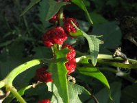 Chenopodium foliosum 5, Rode aardbeispinazie, Saxifraga-Rutger Barendse