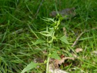 Chenopodium foliosum 6, Rode aardbeispinazie, Saxifraga-Rutger Barendse