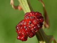 Chenopodium foliosum 9, Rode aardbeispinazie, Saxifraga-Sonja Bouwman