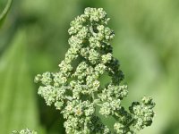 Chenopodiastrum hybridum 34, Esdoornganzenvoet, Saxifraga-Sonja Bouwman  Esdoornganzenvoet - Chenopodium hybridum - Amaranthaceae familie; Haute Nendaz (Zw)