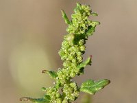 Chenopodium pumilio 11, Liggende ganzenvoet, Saxifraga-Sonja Bouwman  829. Liggende ganzenvoet - Chenopodium pumilio - Amaranthaceae familie (i)