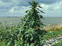 Chenopodium rubrum 1, Rode ganzenvoet, Saxifraga-Piet Zomerdijk