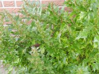 Chenopodium rubrum 10, Rode ganzenvoet, Saxifraga-Rutger Barendse