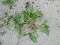 Chenopodium rubrum 12, Rode ganzenvoet, Saxifraga-Rutger Barendse