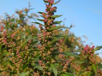 Chenopodium rubrum 16, Rode ganzenvoet, Saxifraga-Ed Stikvoort