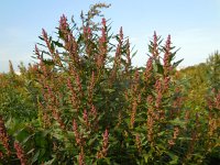 Chenopodium rubrum 18, Rode ganzenvoet, Saxifraga-Ed Stikvoort