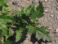 Chenopodium rubrum 2, Rode ganzenvoet, Saxifraga-Peter Meininger