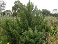 Chenopodium rubrum 20, Rode ganzenvoet, Saxifraga-Peter Meininger