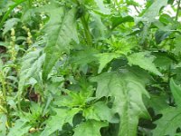 Chenopodium rubrum 3, Rode ganzenvoet, Saxifraga-Rutger Barendse