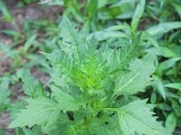 Chenopodium rubrum 6, Rode ganzenvoet, Saxifraga-Rutger Barendse