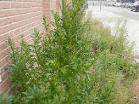 Chenopodium rubrum 7, Rode ganzenvoet, Saxifraga-Rutger Barendse