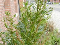 Chenopodium rubrum 8, Rode ganzenvoet, Saxifraga-Rutger Barendse