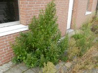 Chenopodium rubrum 9, Rode ganzenvoet, Saxifraga-Rutger Barendse