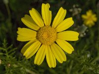 Chrysanthemum coronarium 10, Saxifraga-Willem van Kruijsbergen