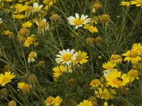 Chrysanthemum coronarium 12, Saxifraga-Willem van Kruijsbergen