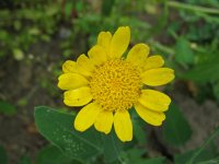 Chrysanthemum coronarium 23, Saxifraga-Rutger Barendse