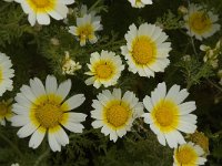 Chrysanthemum coronarium 26, Saxifraga-Willem van Kruijsbergen