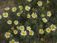 Chrysanthemum coronarium 29, Saxifraga-Willem van Kruijsbergen