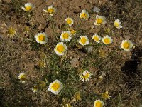 Chrysanthemum coronarium 5, Saxifraga-Willem van Kruijsbergen