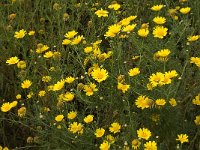 Chrysanthemum coronarium 7, Saxifraga-Willem van Kruijsbergen