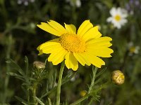 Chrysanthemum coronarium 9, Saxifraga-Jan van der Straaten