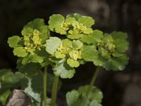 Chrysosplenium oppositifolium 17, Paarbladig goudveil, Saxifraga-Willem van Kruijsbergen