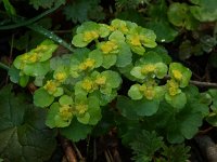 Chrysosplenium oppositifolium 1, Paarbladig goudveil, Saxifraga-Willem van Kruijsbergen