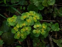 Chrysosplenium oppositifolium 2, Paarbladig goudveil, Saxifraga-Willem van Kruijsbergen