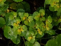 Chrysosplenium oppositifolium 3, Paarbladig goudveil, Saxifraga-Willem van Kruijsbergen