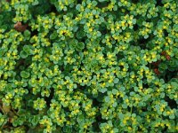 Chrysosplenium oppositifolium 4, Paarbladig goudveil, Saxifraga-Piet Zomerdijk