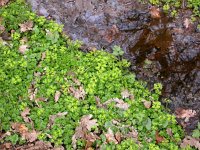 Chrysosplenium oppositifolium 5, Paarbladig goudveil, Saxifraga-Peter Meininger