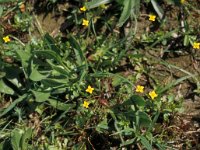 Cicendia filiformis, Yellow Centuary