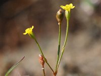 Cicendia filiformis 35, Draadgentiaan, Saxifraga-Mark Zekhuis