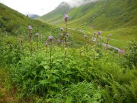 Cicerbita alpina 11, Saxifraga-Ed Stikvoort