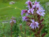 Cicerbita alpina 13, Saxifraga-Ed Stikvoort