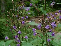 Cicerbita alpina 3, Saxifraga-Willem van Kruijsbergen