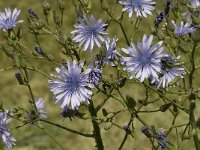 Cicerbita alpina 4, Saxifraga-Jan van der Straaten