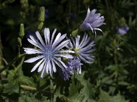 Cicerbita alpina 5, Saxifraga-Jan van der Straaten