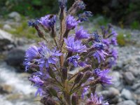 Cicerbita alpina 9, Saxifraga-Ed Stikvoort