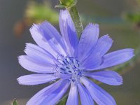 Cichorium intybus 43, Wilde cichorei, Saxfraga-Jan Nijendijk