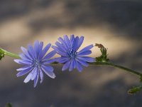 Cichorium intybus 44, Wilde cichorei, Saxfraga-Jan Nijendijk