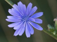 Cichorium intybus 45, Wilde cichorei, Saxifraga-Jan Nijendijk,