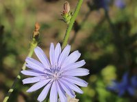 Cichorium intybus 46, Wilde cichorei, Saxifraga-National Botanical Garden of Latvia