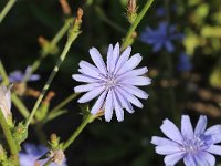 Cichorium intybus 47, Wilde cichorei, Saxifraga-National Botanical Garden of Latvia