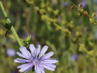 Cichorium intybus 50, Wilde cichorei, Saxifraga-National Botanical Garden of Latvia