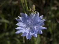 Cichorium intybus 51, Wilde cichorei, Saxifraga-Willem van Kruijsbergen